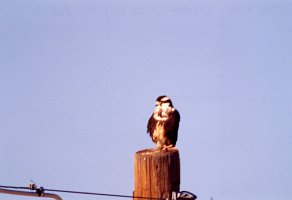 Hawk, Aplomado Falcon, Rte 90, TX, 2-03, B08P100I01e